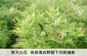 南天のど飴 南天の花