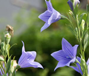 秋の薬草　キキョウ：キキョウ科キキョウ属