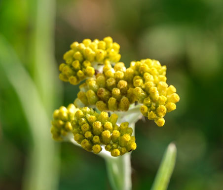 春の薬草　ハハコグサ：キク科　生薬名：鼠麹草（ソキクソウ）　ハハコグサの花
