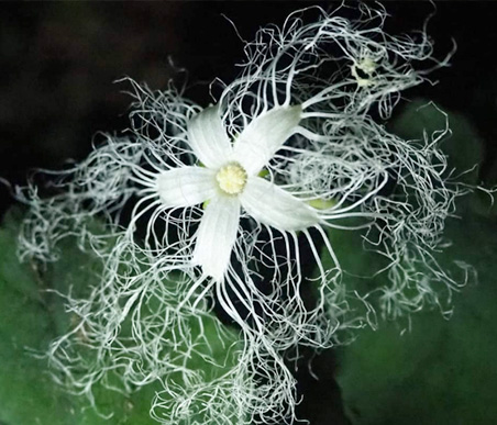 秋の薬草　カラスウリ：ウリ科 生薬名：王瓜根（オウガコン）・土瓜根（ドカコン）