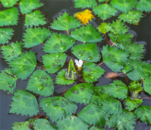 秋の薬草　ヒシ：ヒシ科　生薬名：菱実（リョウジツ）　ヒシ