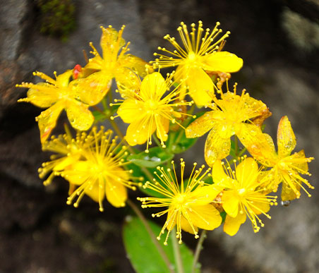 秋の薬草　オトギリソウ：オトギリソウ科　　生薬名：小連翹（しょうれんぎょう）