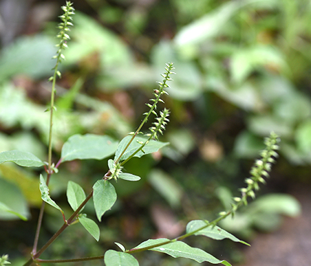 秋の薬草　イノコズチ：ヒユ科　生薬名：牛膝（ゴシツ）