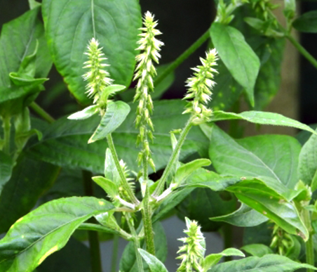 秋の薬草　イノコズチ：ヒユ科　生薬名：牛膝（ゴシツ）