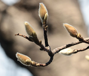 春の薬木　コブシ：モクレン科　生薬名：辛夷（シンイ）