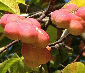 春の薬木　コブシ：モクレン科　生薬名：辛夷（シンイ）