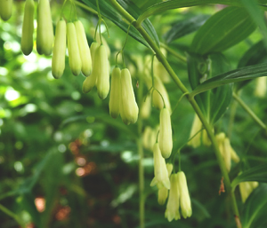 春の薬草　ナルコユリ：ユリ科　生薬名：黄精（オウセイ）　ナルコユリの花