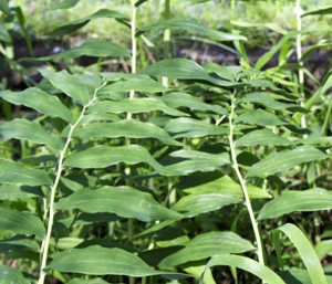 春の薬草　ナルコユリ：ユリ科　生薬名：黄精（オウセイ）　ナルコユリの葉