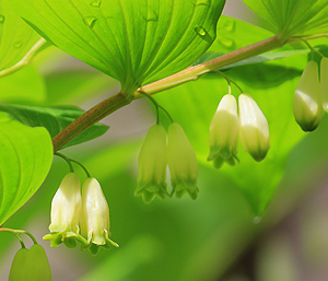 春の薬草　ナルコユリ：ユリ科　生薬名：黄精（オウセイ）　アマドコロの花
