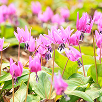 春の薬草・薬木｜日本家庭薬協会