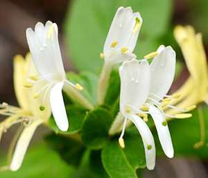 春の薬木　スイカズラ：スイカズラ科　生薬　金銀花（キンギンカ）忍冬（ニンドウ）