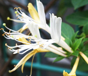 春の薬木　スイカズラ：スイカズラ科　生薬　金銀花（キンギンカ）忍冬（ニンドウ）