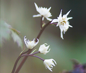 春の薬草　オウレン：キンポウゲ科　生薬名：黄連（オウレン）