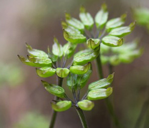 春の薬草　オウレン：キンポウゲ科　生薬名：黄連（オウレン）