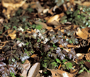 春の薬草　オウレン：キンポウゲ科　生薬名：黄連（オウレン）