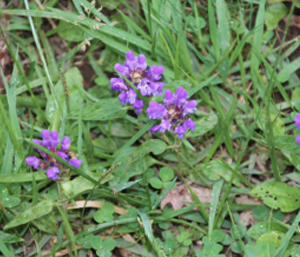 夏の薬草　ウツボグサ：シソ科　生薬名：夏枯草（カコソウ）