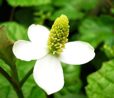 夏の薬草　ドクダミ：ドクダミ科　生薬名：十薬・重薬（ジュウヤク）ドクダミ　花