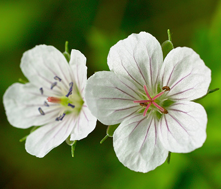 夏の薬草　ゲンノショウコ：フウロウソウ科　生薬名：現の証拠（げんのしょうこ）　白花
