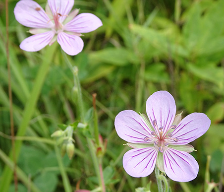 夏の薬草　ゲンノショウコ：フウロウソウ科　生薬名：現の証拠（げんのしょうこ）　淡紅