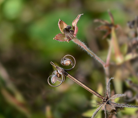 夏の薬草　ゲンノショウコ：フウロウソウ科　生薬名：現の証拠（げんのしょうこ）　はじけた実