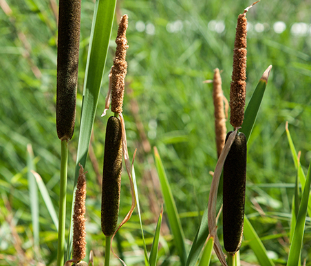 夏の薬草　ガマ：ガマ科　生薬名：蒲黄（ほおう）　ガマ