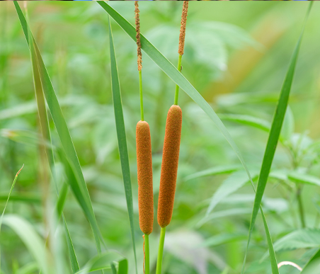 夏の薬草　ガマ：ガマ科　生薬名：蒲黄（ほおう）　ヒメガマ