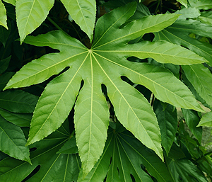 冬の薬木　ヤツデ：ウコギ科　生薬名：八角金盤（はっかくきんばん）