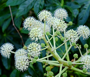 冬の薬木　ヤツデ：ウコギ科　生薬名：八角金盤（はっかくきんばん）　ヤツデの花