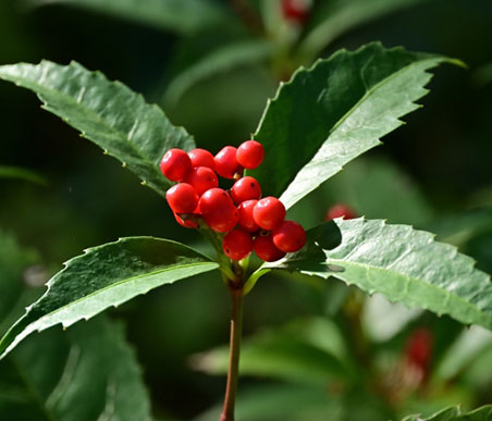 冬の薬木　センリョウ：センリョウ科　生薬名：九節茶（キュウセツチャ）　センリョウ