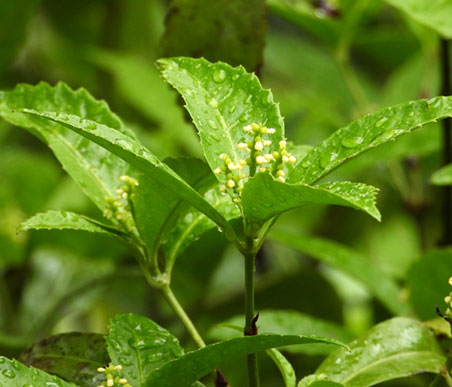 冬の薬木　センリョウの花