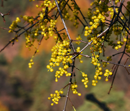 冬の薬木　ヤドリギ：ヤドリギ科　生薬名：桑寄生（そうきせい）ヤドリギの実