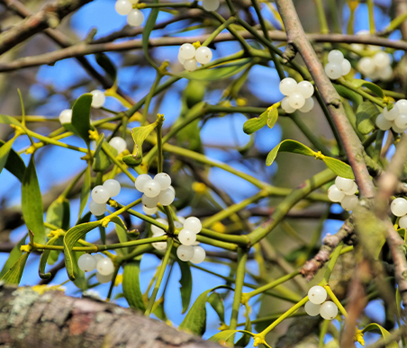 冬の薬木　ヤドリギ：ヤドリギ科　生薬名：桑寄生（そうきせい）セイヨウヤドリギの実