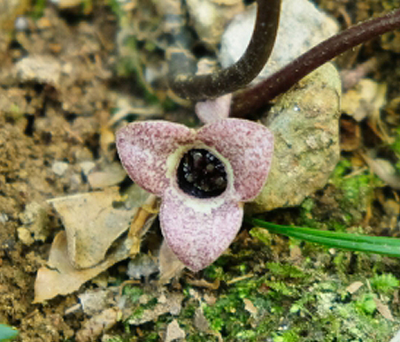 冬の薬草　カンアオイ：ウマノスズクサ科　生薬名：土細辛（ドサイシン）