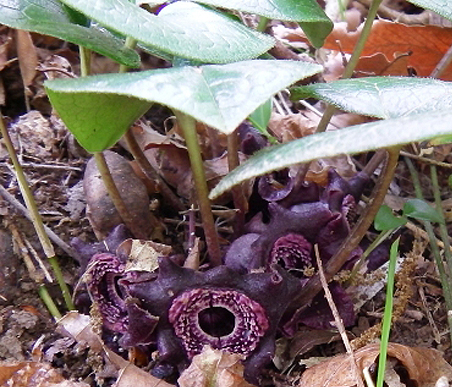 冬の薬草　カンアオイ：ウマノスズクサ科　生薬名：土細辛（ドサイシン）