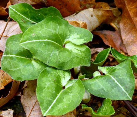 冬の薬草　カンアオイ：ウマノスズクサ科　生薬名：土細辛（ドサイシン）